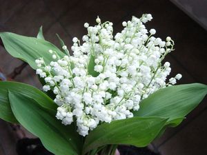 MUGUET EXTRA AQUA-PACK $$$